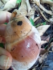 Megalobulimus oblongus