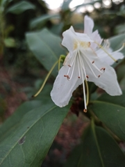 Rhododendron occidentale