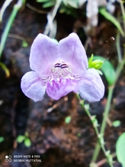 Asystasia dalzelliana