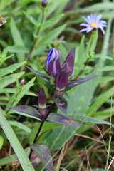 Gentiana scabra