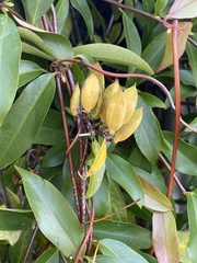 Gelsemium sempervirens