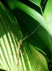 Pseudophasma unicolor