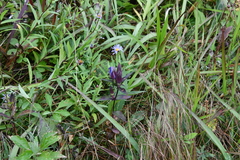 Gentiana scabra