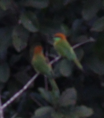 Merops orientalis ferrugeiceps