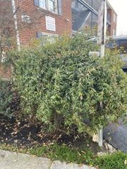 Gelsemium sempervirens