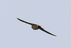 Cecropis striolata