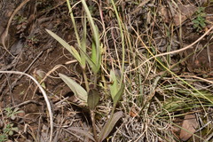 Gentianopsis detonsa