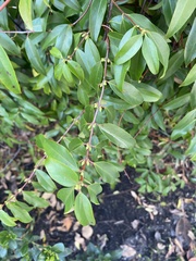 Gelsemium sempervirens