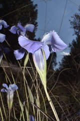 Gentianopsis detonsa