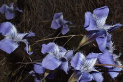 Gentianopsis detonsa
