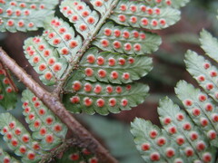 Dryopteris erythrosora