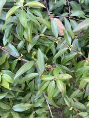 Gelsemium sempervirens