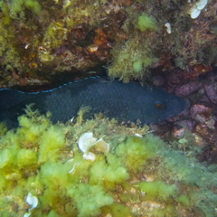Labrus merula