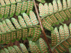 Dryopteris erythrosora