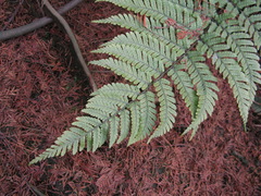 Dryopteris erythrosora