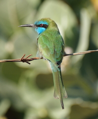 Merops cyanophrys cyanophrys