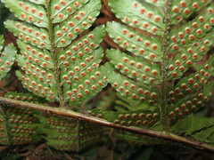 Dryopteris erythrosora