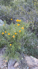 Sidneya tenuifolia