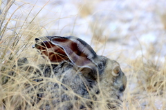 Lepus saxatilis