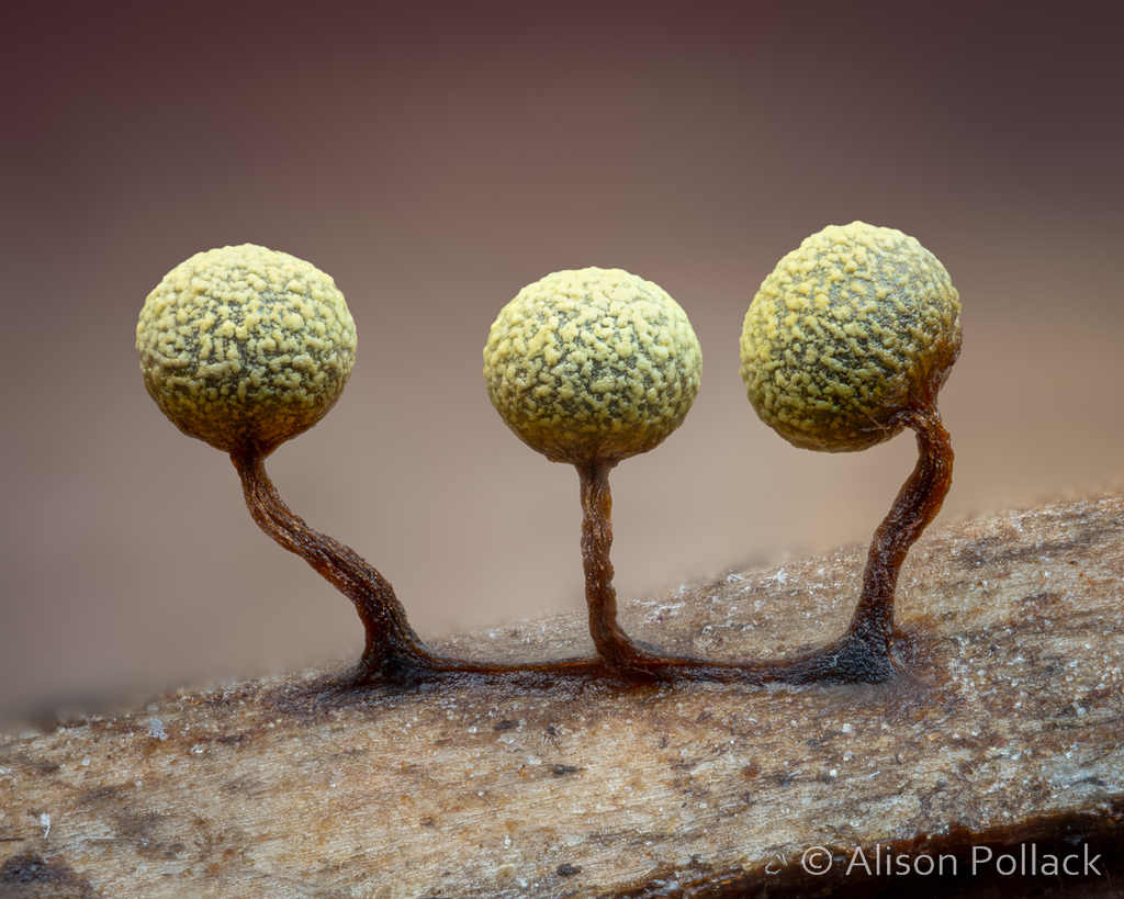 Physarum oblatum