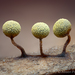 扁圓絨泡黏菌 - Photo 由 Alison Pollack 所上傳的 (c) Alison Pollack，保留部份權利CC BY-NC