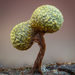 絨泡黏菌目 - Photo 由 Alison Pollack 所上傳的 (c) Alison Pollack，保留部份權利CC BY-NC