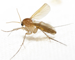 Mycetophilidae