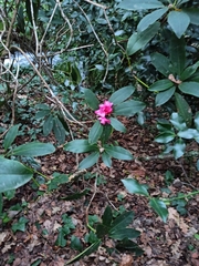 Rhododendron occidentale