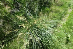 Festuca paniculata