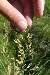 Festuca paniculata