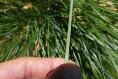 Festuca paniculata