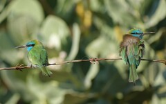 Merops cyanophrys