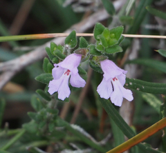 Prostanthera densa