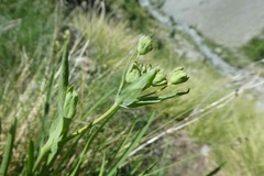Bupleurum stellatum