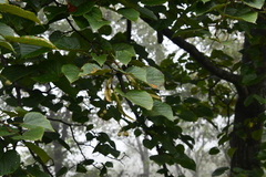 Tilia mandshurica