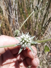 Eryngium nudicaule