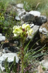 Pedicularis tuberosa