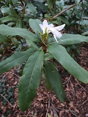 Rhododendron occidentale