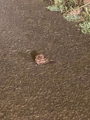 Caprimulgidae