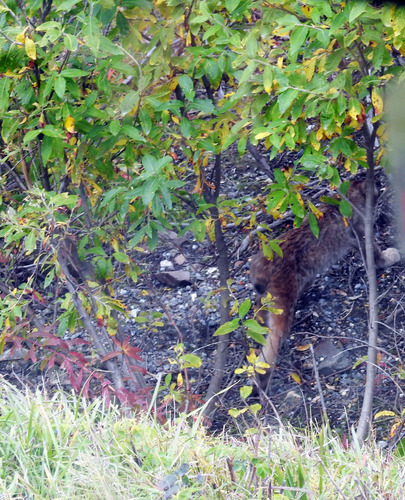 Lynx canadensis