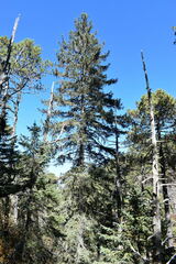 Picea chihuahuana