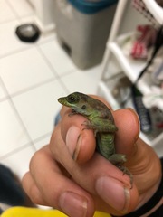 Anolis richardii