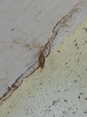 Phereoeca