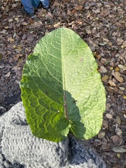 Rumex obtusifolius obtusifolius