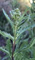 Nidorella ivifolia