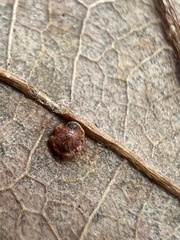 Neuroterus tantulus
