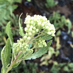 Nidorella ivifolia