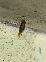 Phereoeca