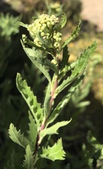 Nidorella ivifolia