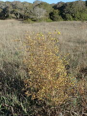 Deinandra paniculata